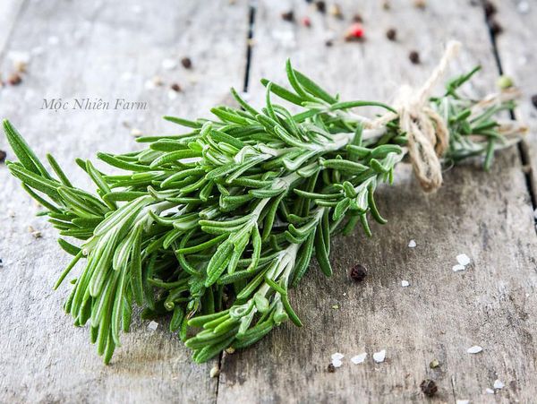 Trồng rosemary không khó. Các bạn đừng quá lo lắng nha.