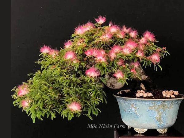 Cây kiều hùng bonsai.