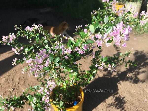 Cây linh sam La Hai màu hồng phớt nở hoa tại vườn Mộc Nhiên.
