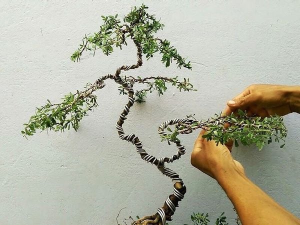 Dùng kẽm để tạo dáng cho cây linh sam bonsai.