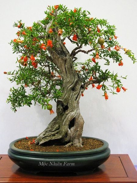 Các bạn đoán xem cây bonsai cổ thụ này bao nhiêu năm tuổi rồi?
