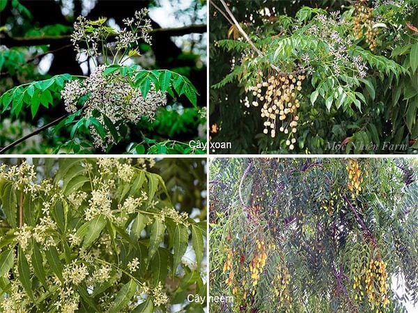 Phân biệt cây neem Ấn Độ và cây xoan độc có hoa màu tím.