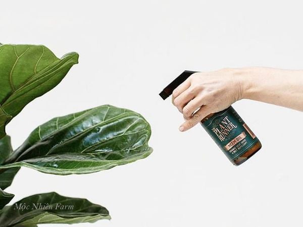 Sử dụng tinh dầu lá neem để làm thuốc bảo vệ thực vật hữu cơ.