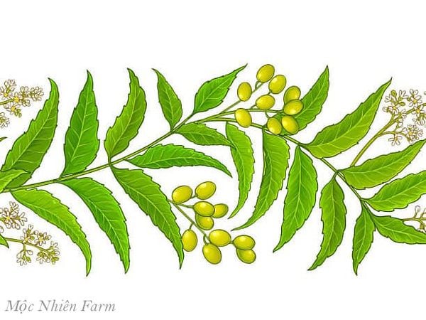 Cây neem Ấn Độ có nhiều khả năng hỗ trợ ngăn ngừa và điều trị ung thư.