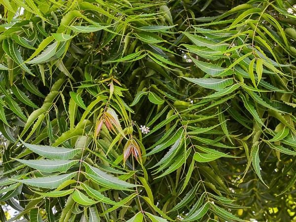 Món ăn với lá neem đã có từ rất lâu trong dân gian.