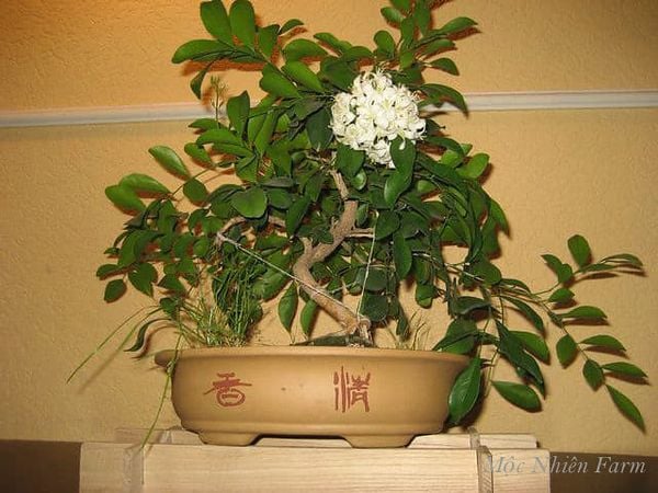 Cây nguyệt quế bonsai.