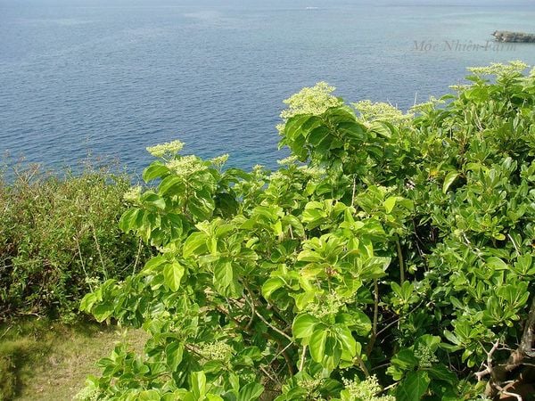 Một cây sam hương trong tự nhiên, mọc ở vách núi hướng ra biển.