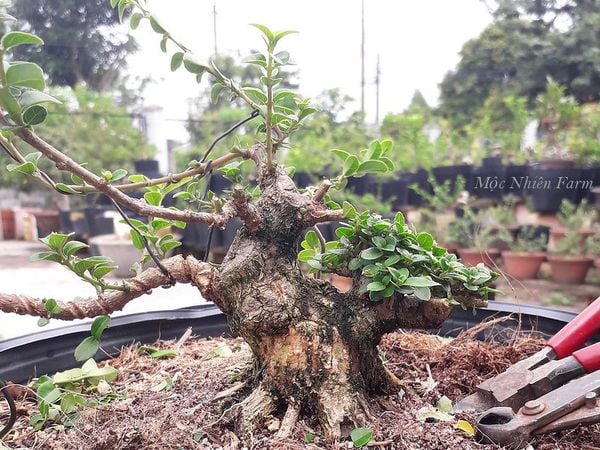 Cây bonsai có giá trị kinh tế dựa trên tuổi đời và đường nét lũa của nó.