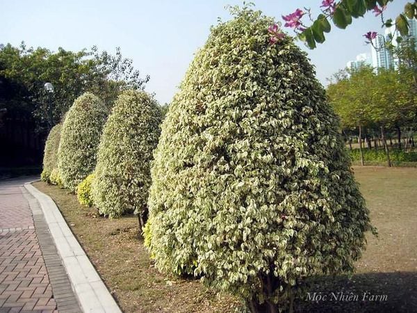 Tạo tán hoặc tạo dáng cho cây.