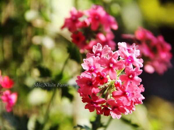 Hoa cúc Indo hồng rủ phù hợp với ánh nắng vừa phải.