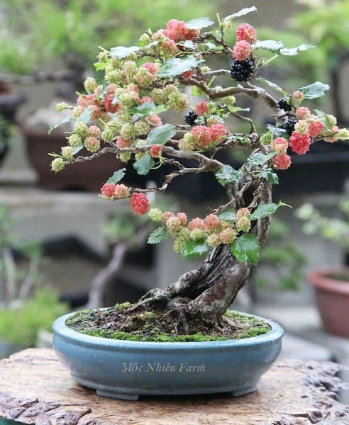 Cây bonsai bé nhỏ cũng lúc lỉu quả.
