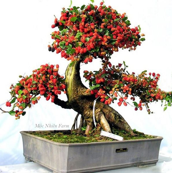 Cây bonsai với phần thân gỗ ấn tượng.