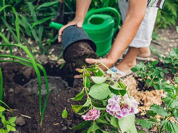 Nhớ kiểm tra rễ và đảm bảo chúng thoát nước tốt nhé.