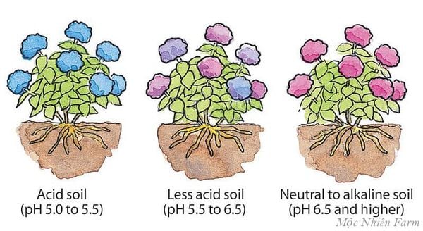 Thay đổi màu hoa bằng cách thay đổi độ pH của đất.