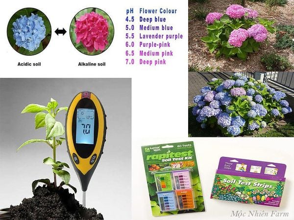Thay đổi màu hoa bằng cách thay đổi độ pH của đất.