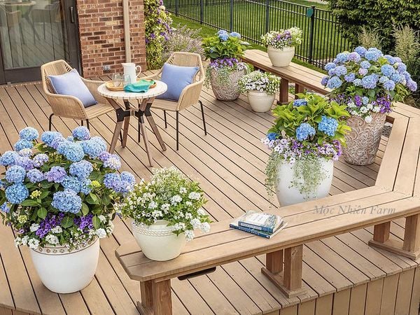 Bây giờ bạn hoàn toàn có thể sở hữu một khu vườn ngập sắc hoa cẩm tú cầu ngay tại nhà mình.