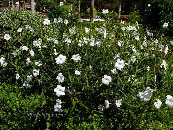 Hoa chiều trắng hay được trồng từng bụi.