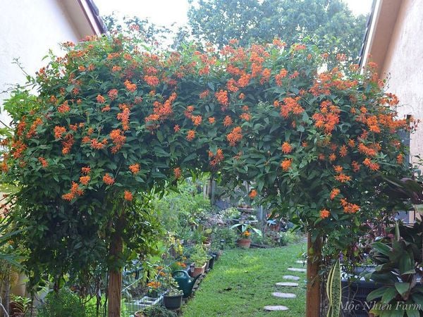 Vòm hoa cam rực thật nổi bật phải không?