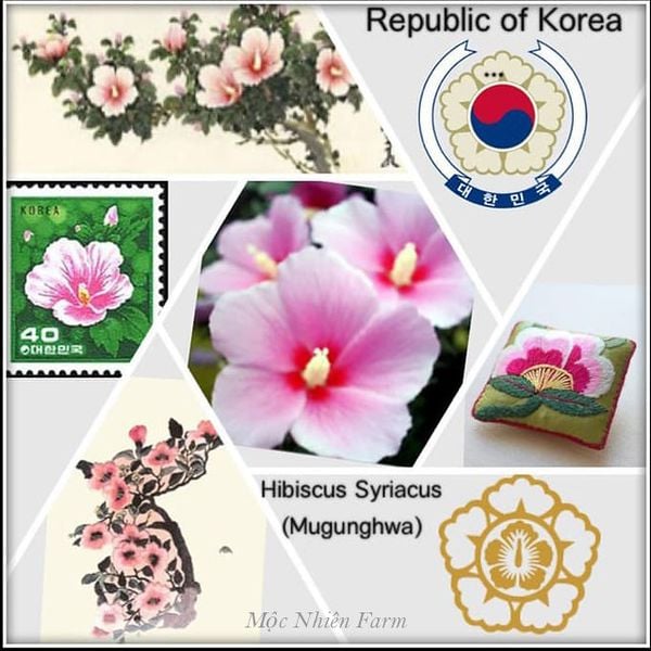 Quốc hoa của Hàn Quốc