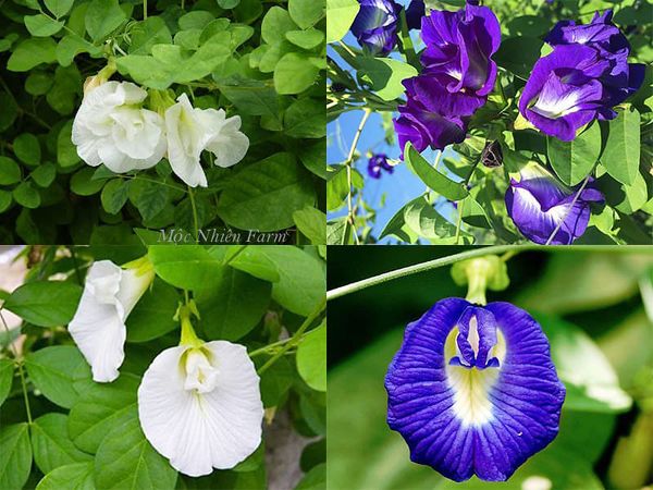Đậu biếc có cả loại hoa màu trắng nhưng màu xanh phổ biến hơn nhiều.