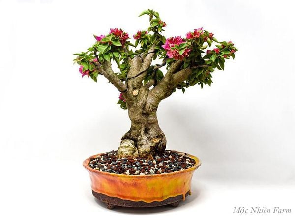 Cây hoa giấy Mỹ bonsai.