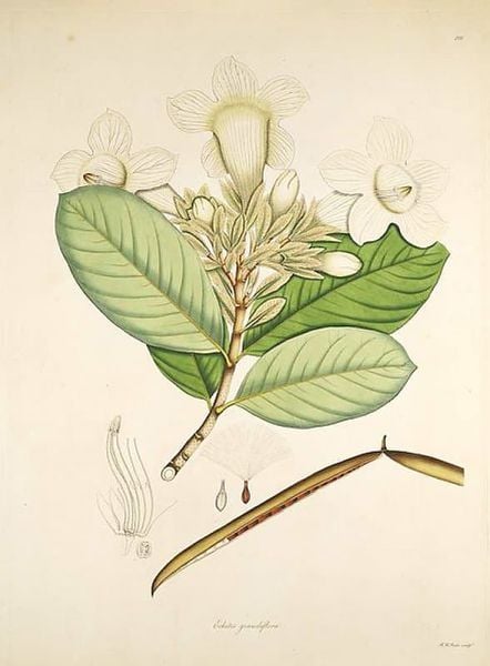 Cây hoa hoàng hôn là 1 loại thảo dược tuy ứng dụng này không phổ biến tại Việt Nam.