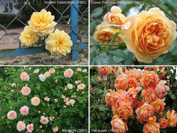 Các loại hoa hồng được lai tạo từ cây mẹ Abraham Darby.