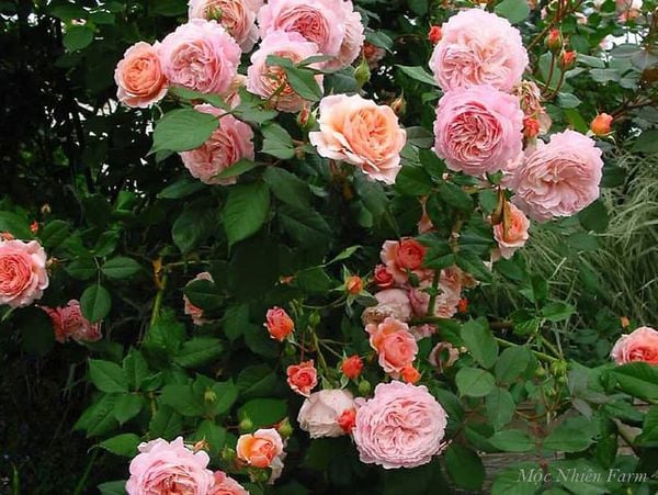 Hoa hồng Abraham Darby rất khỏe, nếu có bị bệnh cũng sẽ rất nhanh hồi phục.