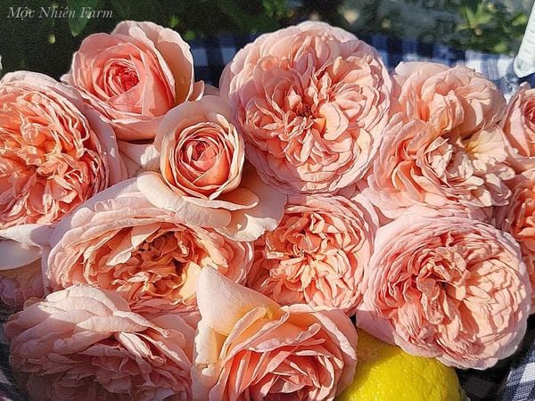 Nét đẹp dịu dàng và thơ mộng của hoa hồng Abraham Darby.