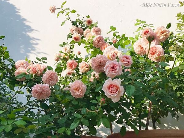 Hoa hồng Abraham Darby sẽ đẹp nhất khi được chăm sóc đúng cách.