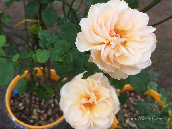 Hoa hồng Alexandrine màu vàng mơ.