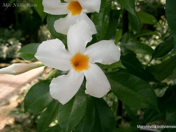 Mandevilla trắng