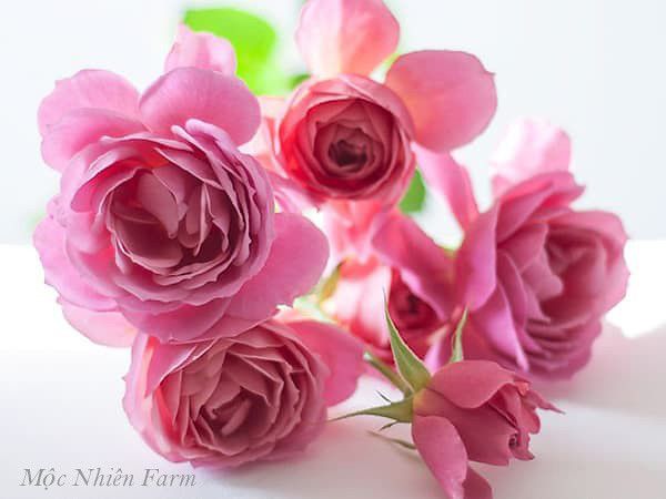 Hoa hồng Nhật Aoi.