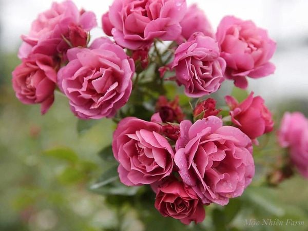 Màu sắc độc đáo của hoa hồng AOI.
