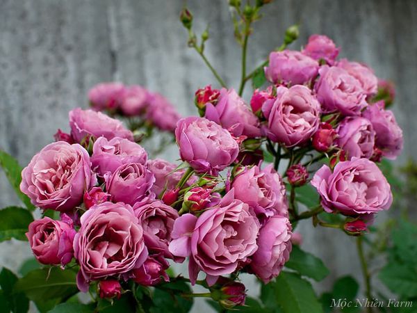 Hoa hồng Aoi siêu sai hoa khi được trồng trong giá thể đạt tiêu chuẩn.
