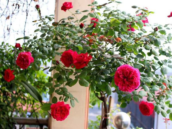 Hoa hồng Autumn Rouge siêu sai hoa.
