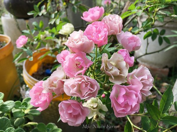 Hoa hồng Bayernland tuy nhỏ nhưng thường nở thành chùm.