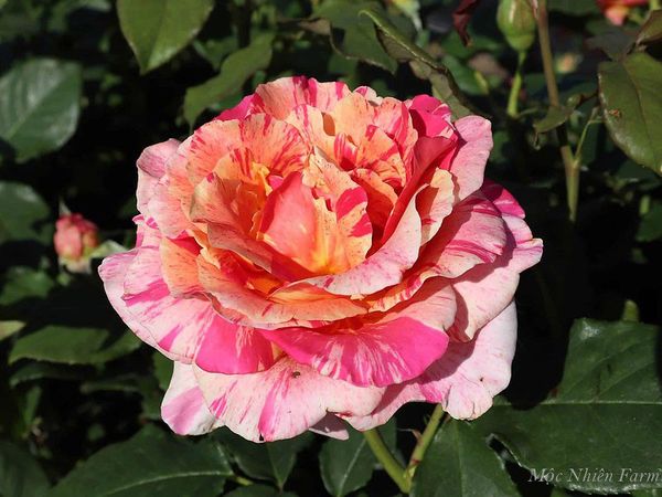 Sự phối màu kỳ ảo của hoa hồng Claude Monet.