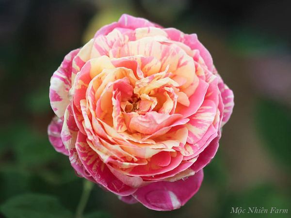 Hoa hồng Claude Monet đẹp như một bức tranh.