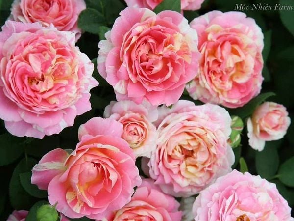 Cây hoa hồng Claude Monet rất sai hoa và lặp hoa quanh năm.
