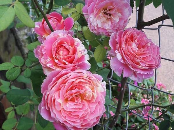 Cây hồng Claude Monet sạch sẽ với những đóa hoa thơm nức.