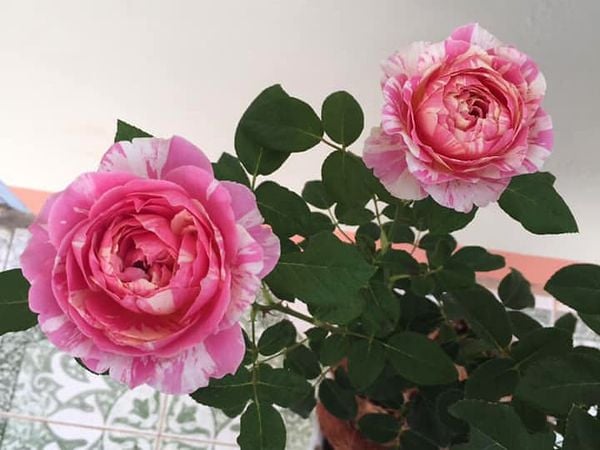 Hoa hồng Claude Monet nổi tiếng nhất nhì trong danh sách các loại hồng sọc.