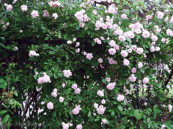 Các giống hoa hồng cổ thường không rõ xuất xứ, hoa hồng cổ đào cũng vậy.