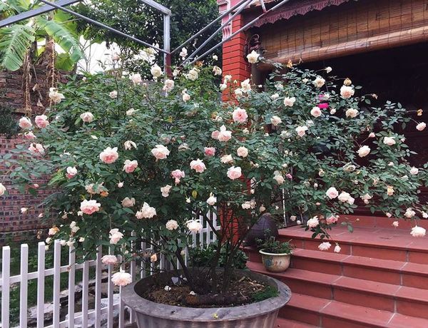 Một cây hoa hồng đào cổ nở rộ trong sân nhà dịp Tết.