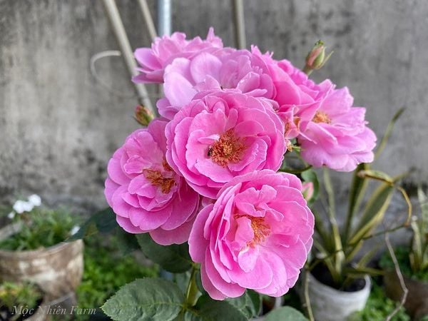 Hoa hồng cổ son môi