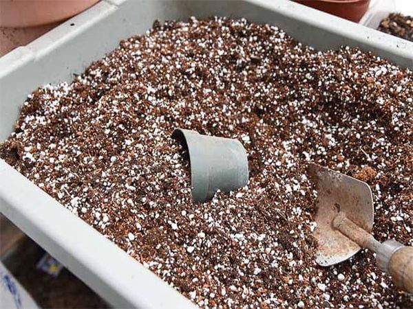 Giá thể để bó bầu cần sạch, tơi, đủ độ ẩm, ít hoặc không có phân bón.