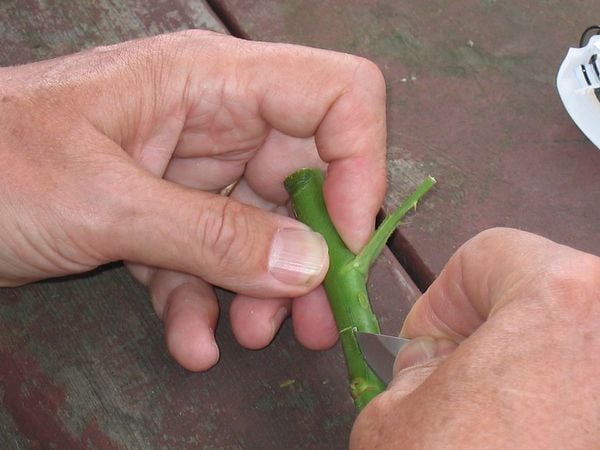 Ghép cây hoa hồng cổ son môi.