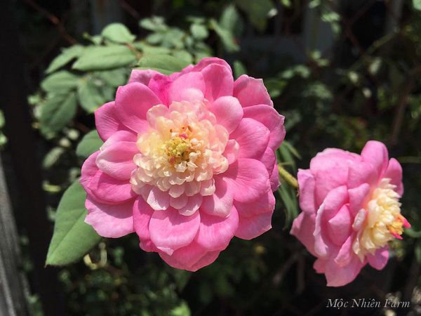 Từ nụ khum khum e ấp cho tới lúc hoa tàn là 1 sự thay đổi kỳ diệu và đẹp mắt của hoa hồng Huntington.