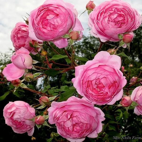 Từ nụ khum khum e ấp cho tới lúc hoa tàn là 1 sự thay đổi kỳ diệu và đẹp mắt của hoa hồng Huntington.