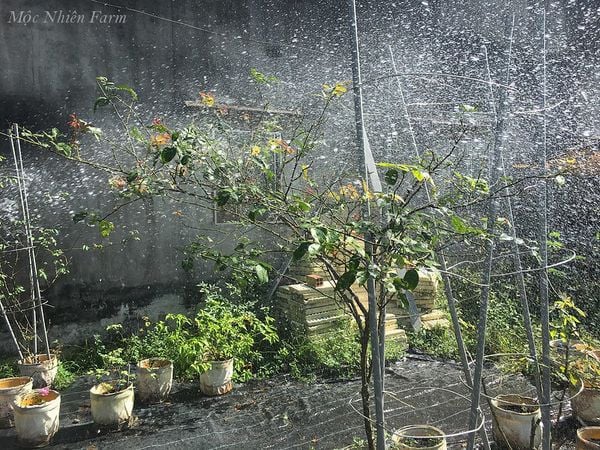 Phun nước mạnh và thường xuyên cho cây hồng sẽ giúp hạn chế rất nhiều loại bệnh phổ biến.
